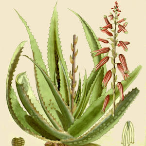 Aloe Vera