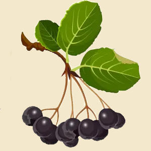 Aronia