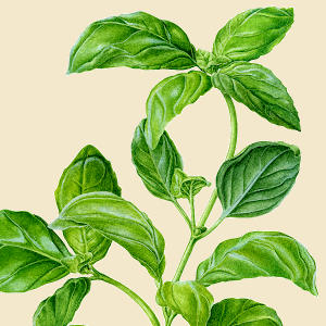 Basil