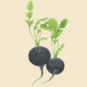 Black radish