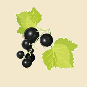 Blackcurrant or Cassis