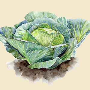Cabbage