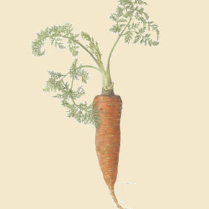 Carrot