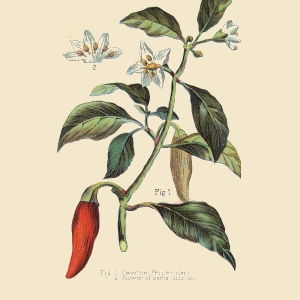 Chili pepper