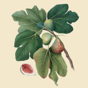 Fig