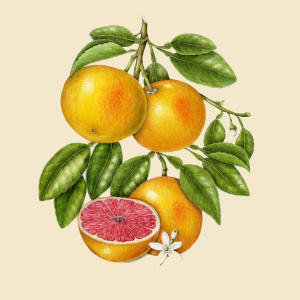 Grapefruit