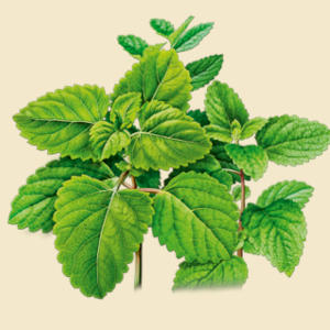 Lemon Balm