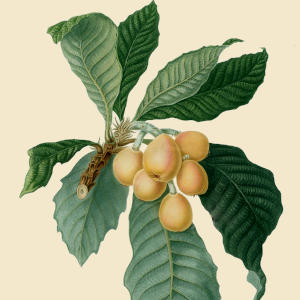 Loquat