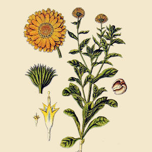 Marigold