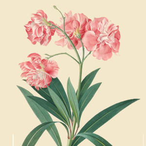 Oleander