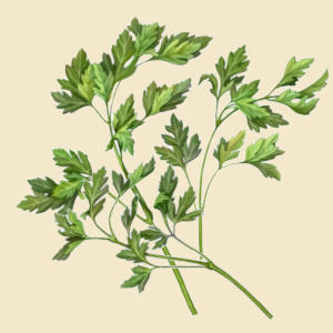 Parsley