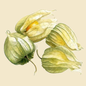 Physalis