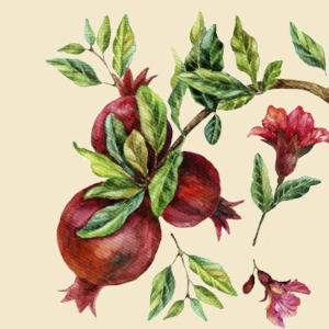 Pomegranate