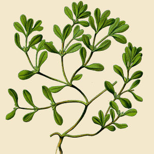 Portulaca