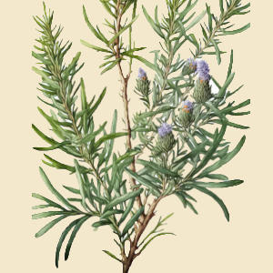 Rosemary