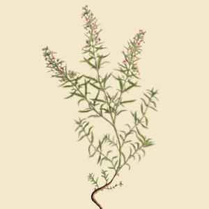 Winter Savory