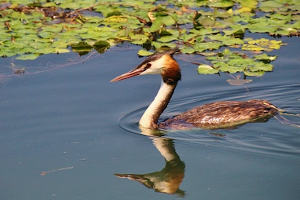 Skadar lake and birds