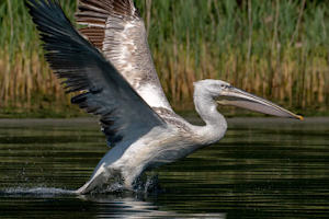 Skadar lake and birds