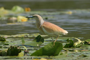 Skadar lake and birds