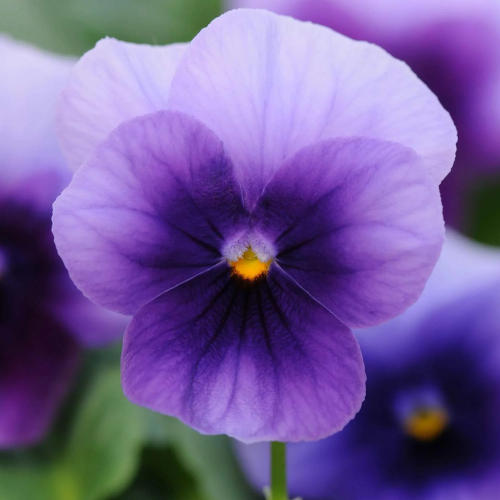 Viola